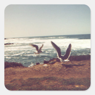 Pacific Oceanside Seagull Stickers