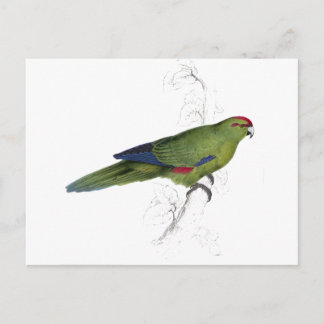 Pacific Parrakeet by Edward Lear Postcard