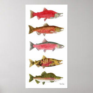 Pacific Salmon in Spawning Colours Art Poster