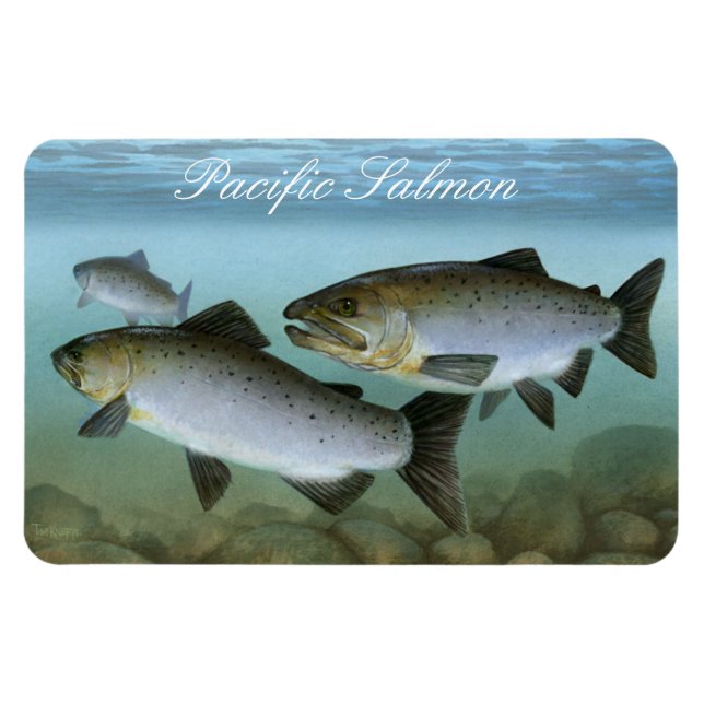 Pacific Salmon Painting Magnet (Horizontal)