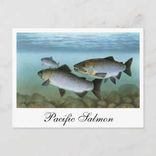 Pacific Salmon Painting Postcard