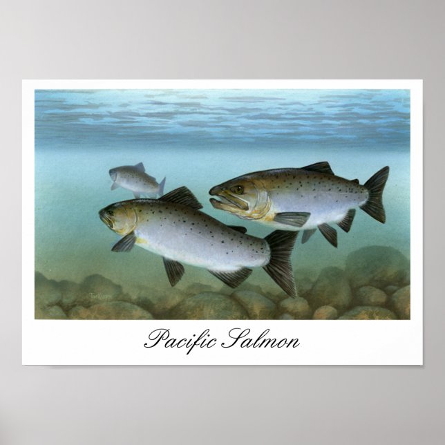 Pacific Salmon Painting Print (Front)