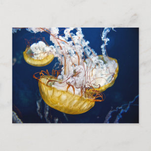 Pacific Sea Nettle (Chrysaora fuscescens) Postcard