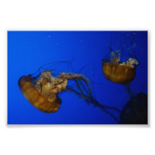 Pacific Sea Nettle Jellyfish Photo Print