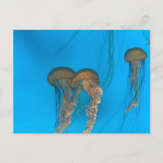 Pacific Sea Nettles Postcard
