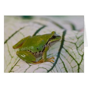 Pacific tree frog on flowers in our garden,
