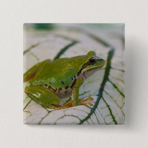Pacific tree frog on flowers in our garden, 15 cm square badge
