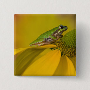 Pacific tree frog on flowers in our garden 15 cm square badge