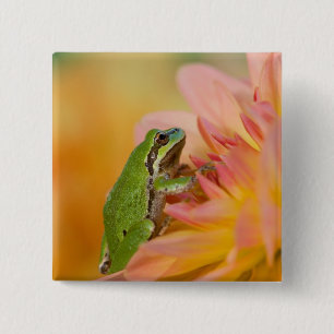 Pacific tree frog on flowers in our garden, 2 15 cm square badge