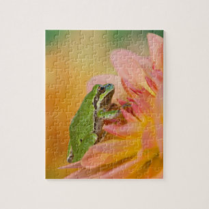 Pacific tree frog on flowers in our garden, 2 jigsaw puzzle