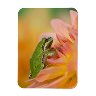 Pacific tree frog on flowers in our garden, 2 magnet