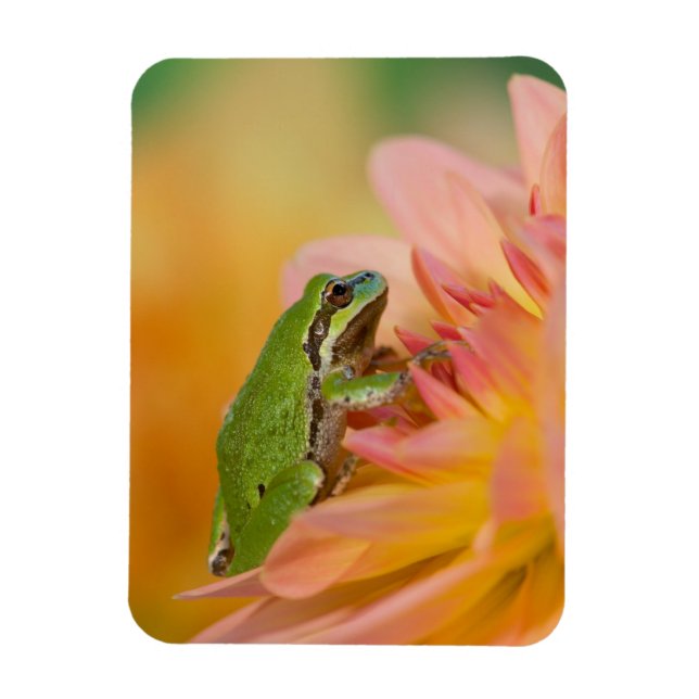 Pacific tree frog on flowers in our garden, 2 magnet (Vertical)