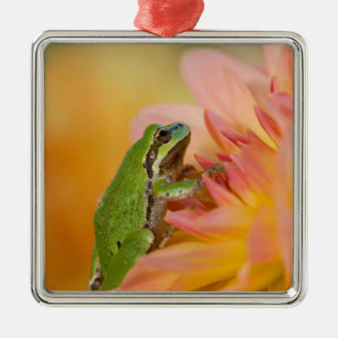 Pacific tree frog on flowers in our garden, 2 metal tree decoration