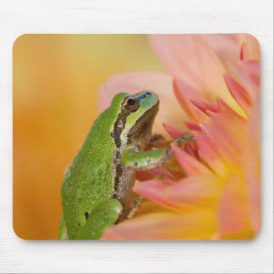 Pacific tree frog on flowers in our garden, 2 mouse pad