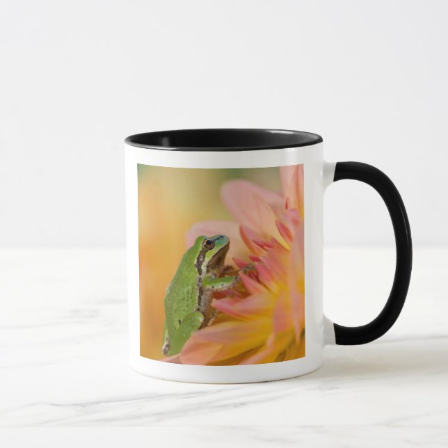 Pacific tree frog on flowers in our garden, 2 mug (Right)