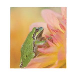 Pacific tree frog on flowers in our garden, 2 notepad