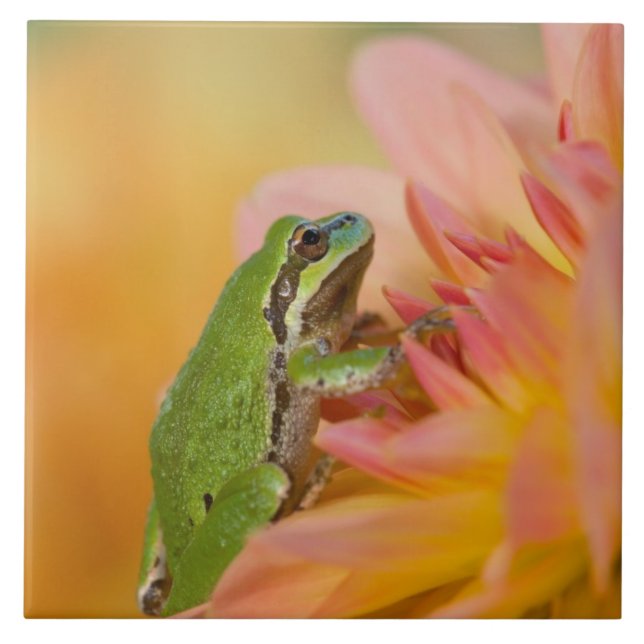 Pacific tree frog on flowers in our garden, 2 tile (Front)