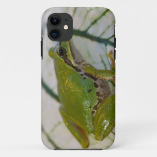 Pacific tree frog on flowers in our garden, iPhone 11 case