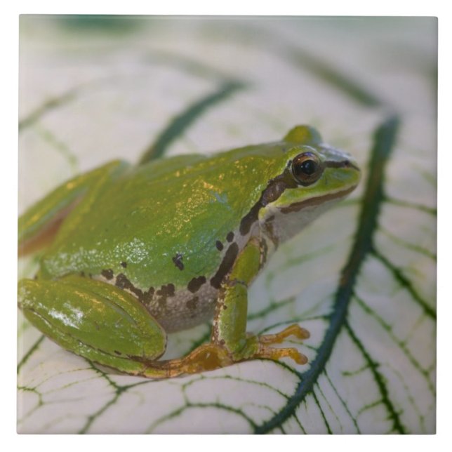 Pacific tree frog on flowers in our garden, ceramic tile (Front)