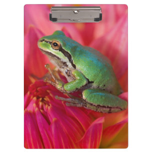 Pacific tree frog on flowers in our garden clipboard