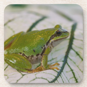 Pacific tree frog on flowers in our garden, coaster