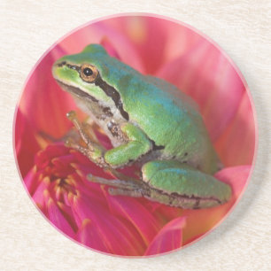 Pacific tree frog on flowers in our garden coaster