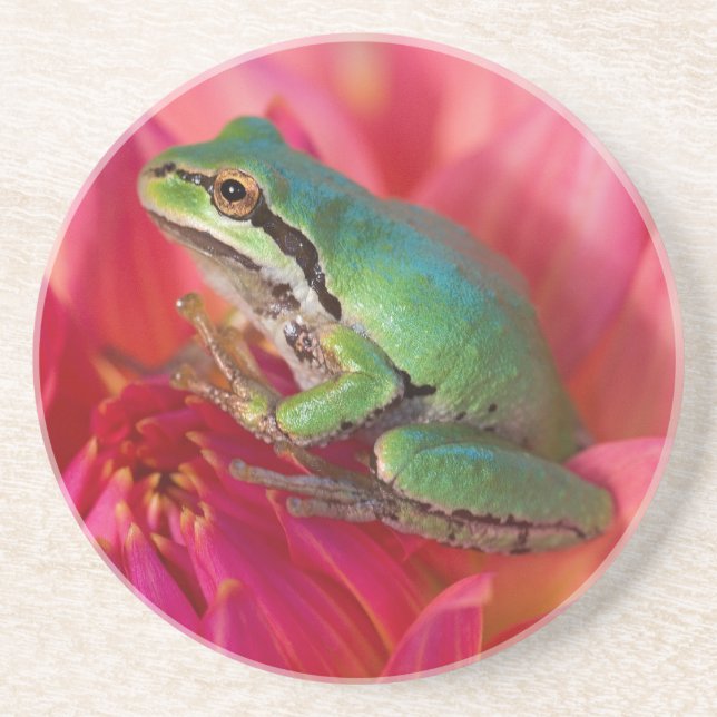 Pacific tree frog on flowers in our garden coaster (Front)