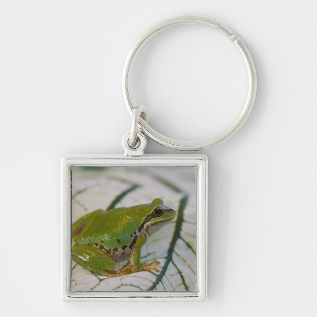 Pacific tree frog on flowers in our garden, key ring (Front)