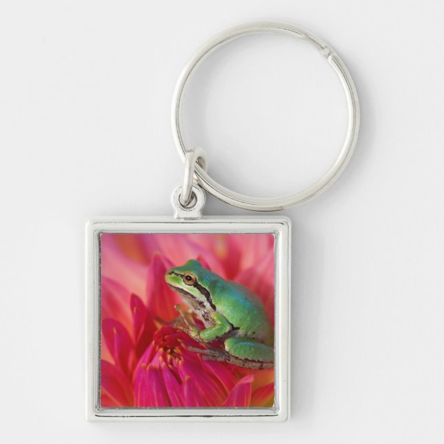 Pacific tree frog on flowers in our garden key ring (Front)