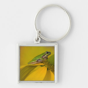 Pacific tree frog on flowers in our garden key ring