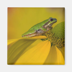 Pacific tree frog on flowers in our garden magnet
