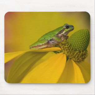 Pacific tree frog on flowers in our garden mouse pad