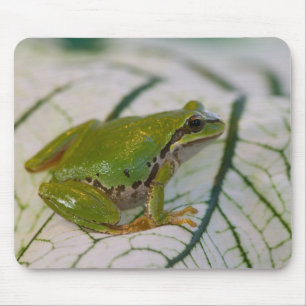 Pacific tree frog on flowers in our garden, mouse pad