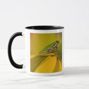 Pacific tree frog on flowers in our garden mug