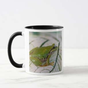 Pacific tree frog on flowers in our garden, mug