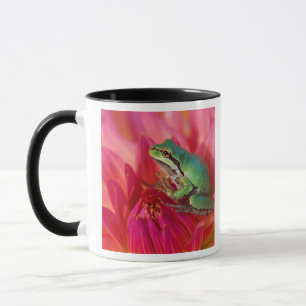 Pacific tree frog on flowers in our garden mug