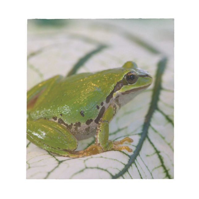 Pacific tree frog on flowers in our garden, notepad (Front)