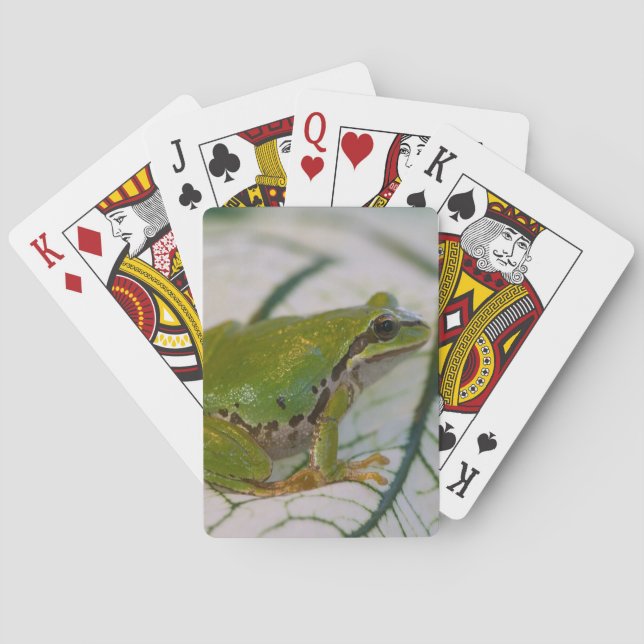 Pacific tree frog on flowers in our garden, playing cards (Back)