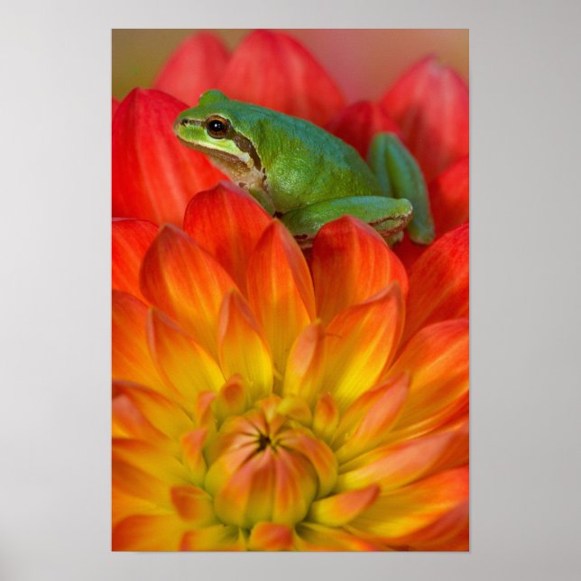 Pacific tree frog on flowers in our garden, poster (Front)