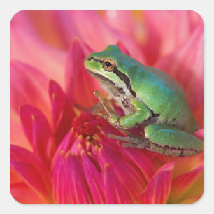 Pacific tree frog on flowers in our garden square sticker