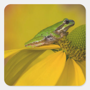 Pacific tree frog on flowers in our garden square sticker