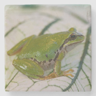 Pacific tree frog on flowers in our garden, stone coaster