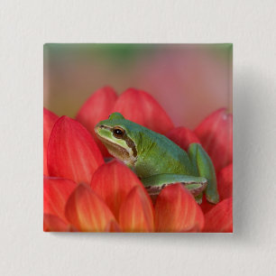 Pacific tree frog on flowers in the garden 15 cm square badge