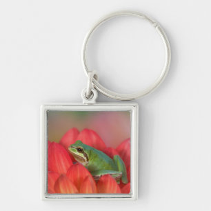 Pacific tree frog on flowers in the garden key ring