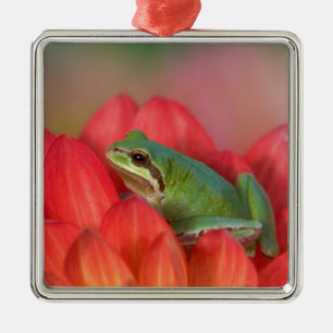 Pacific tree frog on flowers in the garden metal tree decoration