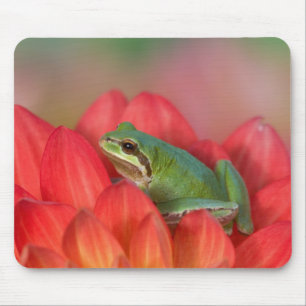 Pacific tree frog on flowers in the garden mouse pad