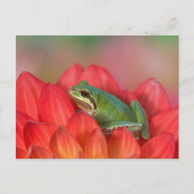 Pacific tree frog on flowers in the garden postcard (Front)