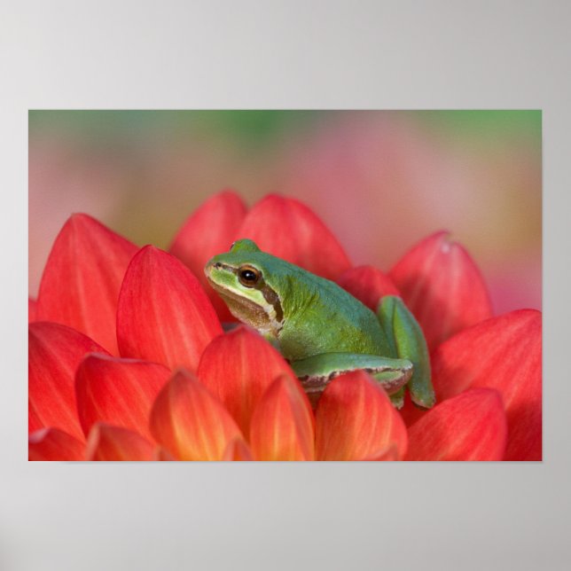 Pacific tree frog on flowers in the garden poster (Front)