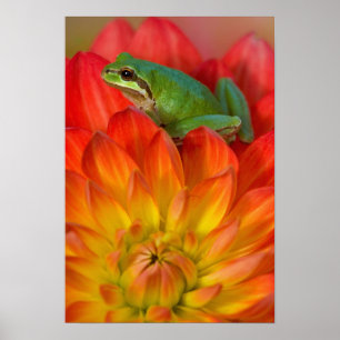 Pacific tree frog on flowers poster