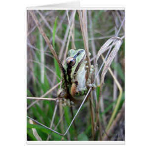 Pacific Treefrog or Chorus Frog